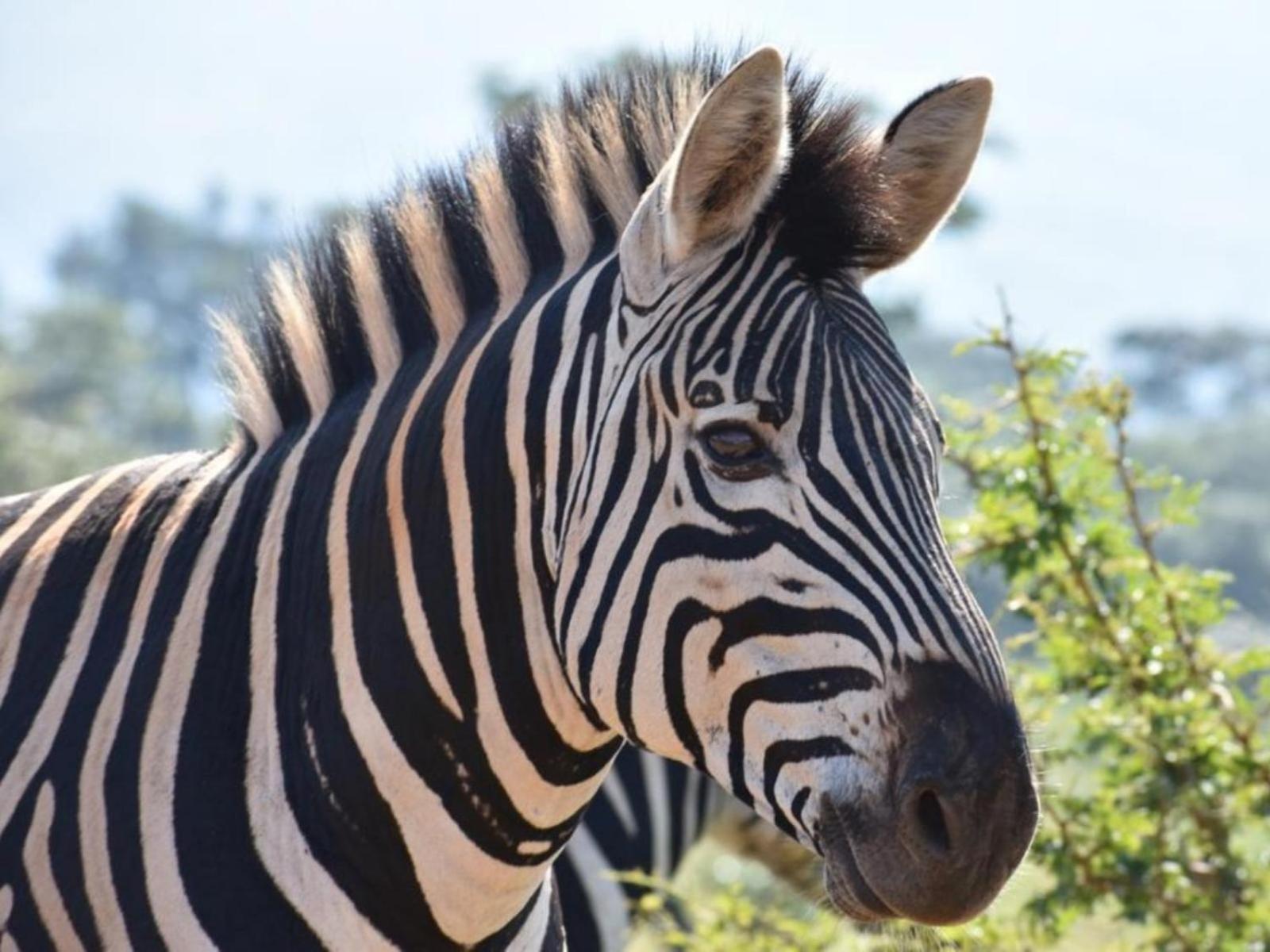 Ihlozi Bush Lodge Hluhluwe Zewnętrze zdjęcie