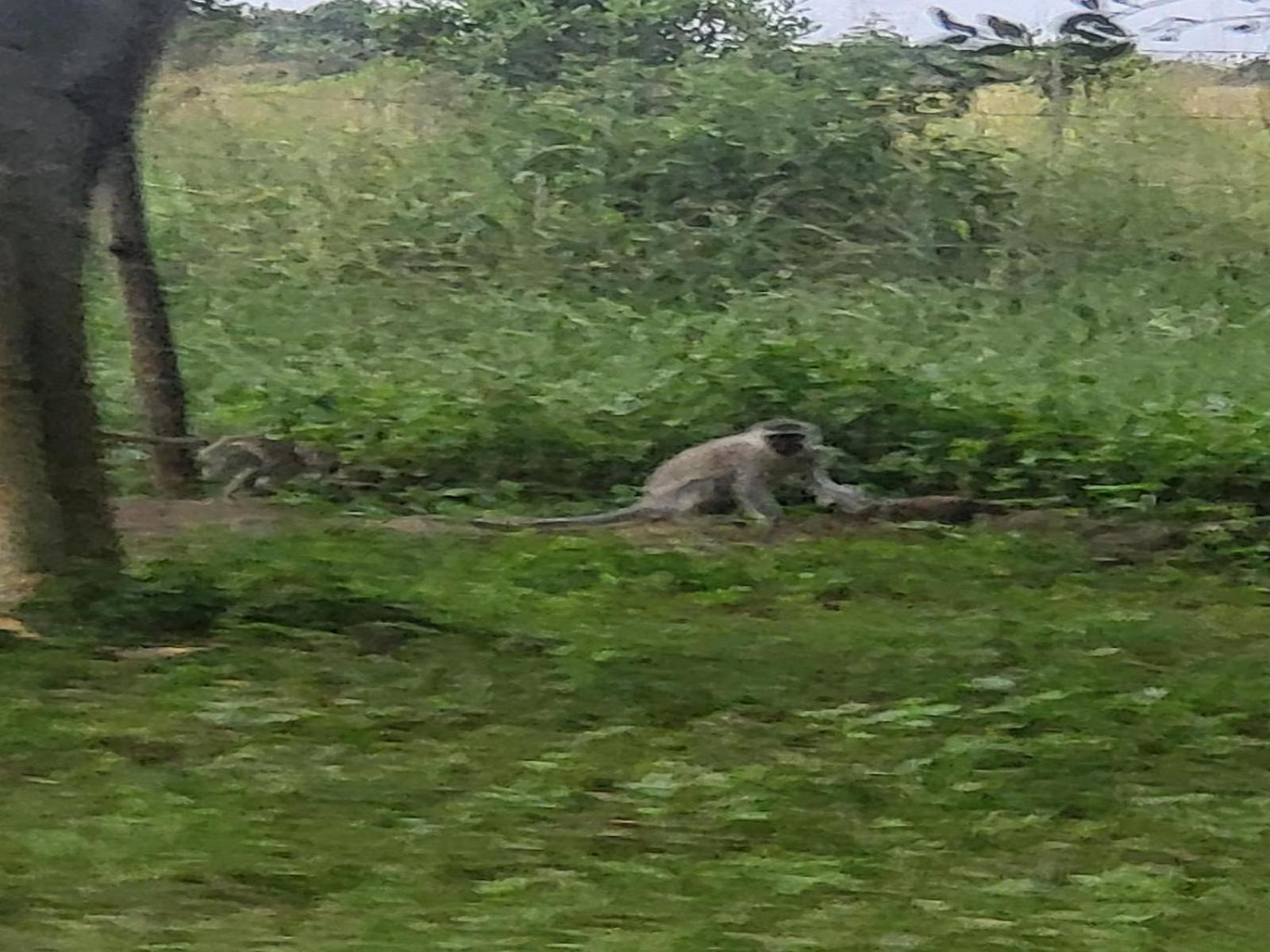 Ihlozi Bush Lodge Hluhluwe Zewnętrze zdjęcie