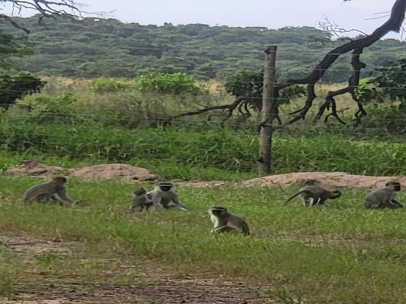 Ihlozi Bush Lodge Hluhluwe Zewnętrze zdjęcie